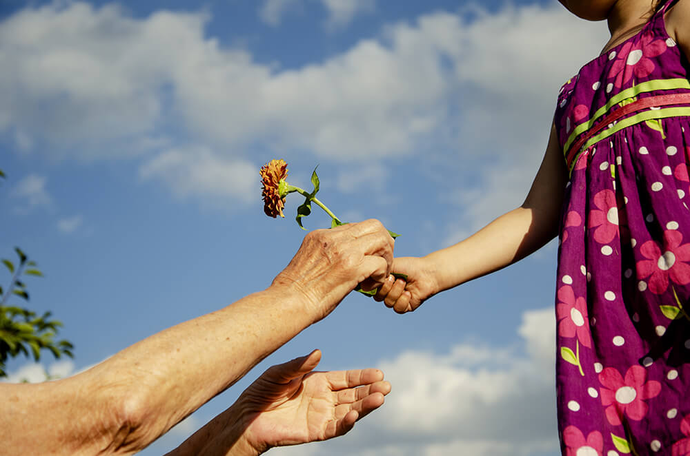 Child handing grandparent a flower on a bright summer day in a pretty garden with soft clouds in the sky